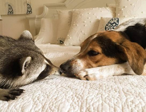 网页在线DDOS压力测试